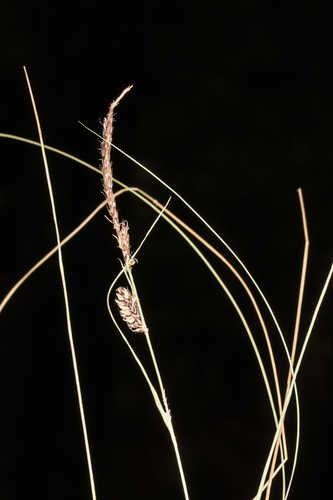 Carex lasiocarpa #2